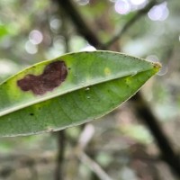 Psychotria plurivenia Thwaites